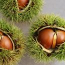 쿨스타스 이미지