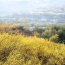지리산산동산수유