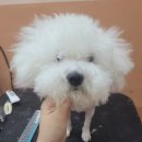 빛나개살롱 이미지