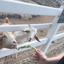 송원목장 이미지