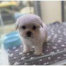 도그마루 이미지