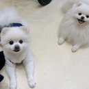 챠밍애견 네이버블로그