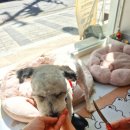편안한댕 이미지