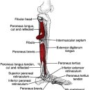 비골근(peroneal muscles) 이미지