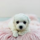 야옹 이미지