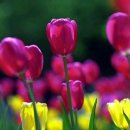 튜울립 이미지
