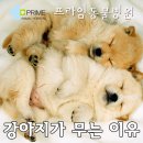 프라임동물병원 네이버블로그