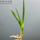 (12만원) 진주산채 산반 이미지