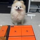 개르메스 이미지