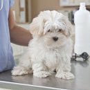 종합동물약품(주) 이미지