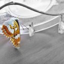 나비 한살이 이미지