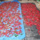 옥정 메타세콰이아길 이미지