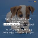 올어바웃펫 이미지