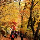 11월 7일(금) 속리산 법주사 세조길 단풍여행(1좌석 여유 있습니다) 이미지