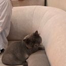 무릉냥원 네이버블로그