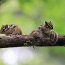 아기다람쥐 이미지