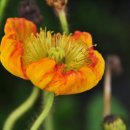 한빛 꽃농원 이미지