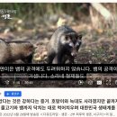 방사한 너구리를 보는 듯 해요! 이미지