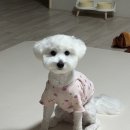 댕댕미장원 이미지