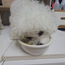 펫제품 리뷰 l "듀먼" 자연화식! 강아지 여름 보양식 추천! 뭉찌&비누 급여후기