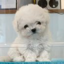 신도시켄넬 이미지