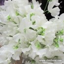 스위트피(sweetpea) 이미지