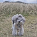 판도라독 이미지