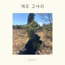 제주사람들 | 제주 4월 고사리꺾기 후기, 현지 사람들이 봄마다 하는 이유
