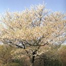 제주 봉개동 왕벚나무 자생지 이미지