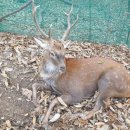 야생사슴농장 이미지