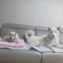 바라는건 마음 가는데로, 비난은 앙돼요! 이미지