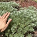 싱잉볼힐링명상 이미지