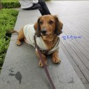 반려동물 양모펠트로 닥스훈트 울봉이 제작 '히망울펠트' 후기