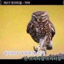 부엉이