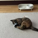 펫러버 그루밍 | 둘째 고양이 여아 중성화 후기♥ | 발정기, 준비물, 수술 후 회복 및 사료추천