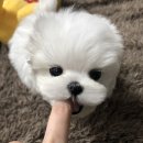 솜뭉치 이미지