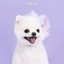 오늘의 강아지 이미지