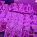 용이네 농장 이미지