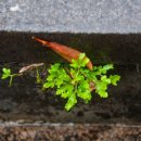 대신중학교 앞 이미지