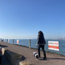 나래애견 이미지