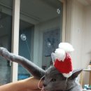 고양이나라 이미지