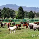 제주의 제주마 이미지