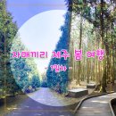 벌크커피삼도점 | [23.03.07] 자매끼리 제주 봄 여행 (제동목장입구, 사려니국수, 윈드1947, 뽈살집제주본점)