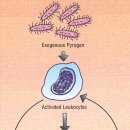 38도 발열 시 해열제 사용은 손해다!! 2000년 Jama network!! 이미지