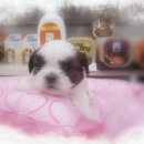 말티네 집 이미지