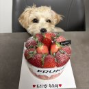 1132 | 성남 모란 레터링 케이크 프루케 딸기 미니 케이크 솔직 후기