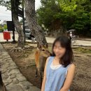 미야지마 이쓰쿠시마 섬 후기ㅣ개냥이 사슴 잔뜩 본날 아쿠아리움 상점가 이쓰쿠시마 신사