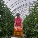 매일 아침에 딴 싱싱한 완숙 찰토마토 가격이 확~~ 내렸습니다. 이미지