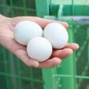 한옥펜션수진당 이미지