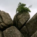 바위와소나무 이미지